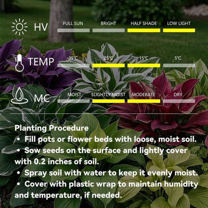 Hosta Seeds Perennial Shade Plant for Garden
