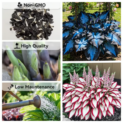 Hosta Seeds Perennial Shade Plant for Garden